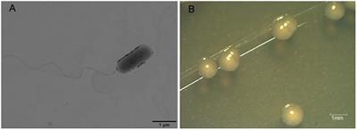 Pseudomonas aeruginosa L10: A Hydrocarbon-Degrading, Biosurfactant-Producing, and Plant-Growth-Promoting Endophytic Bacterium Isolated From a Reed (Phragmites australis)